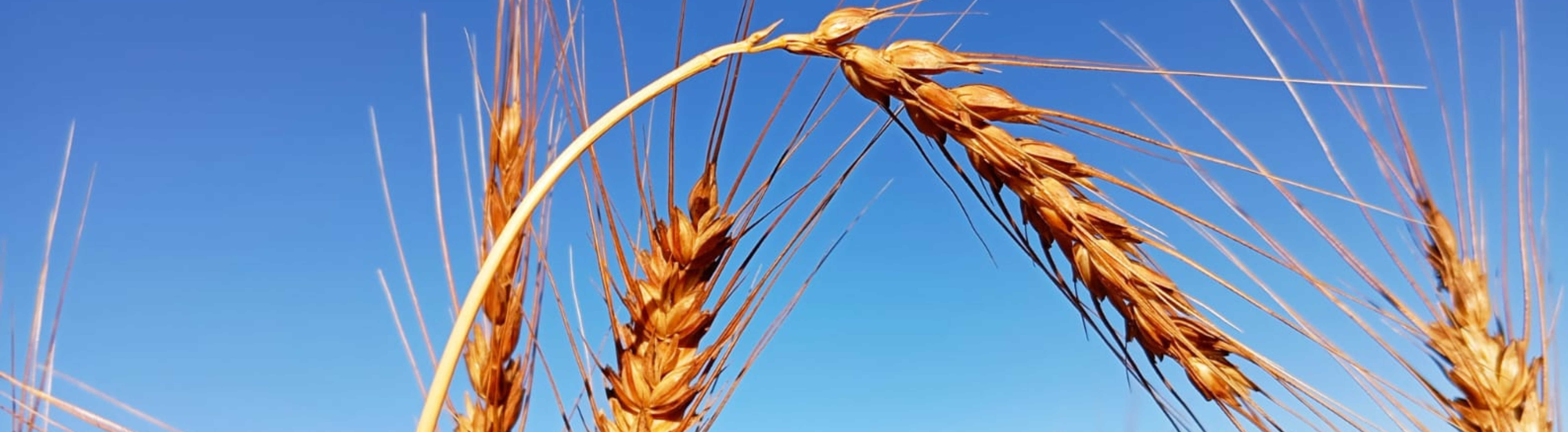 Imatge de capçalera de la campanya